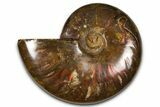 Polished Red Flash Ammonite (Cleoniceras) Fossil - Madagascar #367703-1
